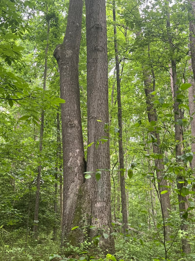 Two tall southern red oak trunks rising side by side from one base in summer woods, pressed together along a seam