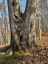 Massive white oak trunk splitting into two near-equal stems in a tight V, a long bark seam running down from the fork