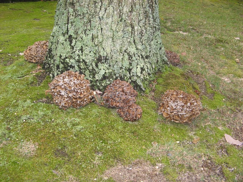 Brown, ruffled clusters of hen of the woods ringing the base of a lichen-covered oak trunk in mossy grass