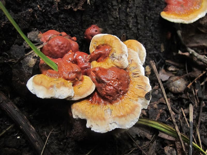 Lumpy red-brown reishi conks with broad cream-white rims, growing from dark soil against old wood