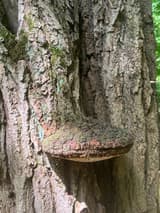 Large shelf fungus with a mossy, cracked red-brown top and a pale underside, jutting from the furrowed bark of an old trunk