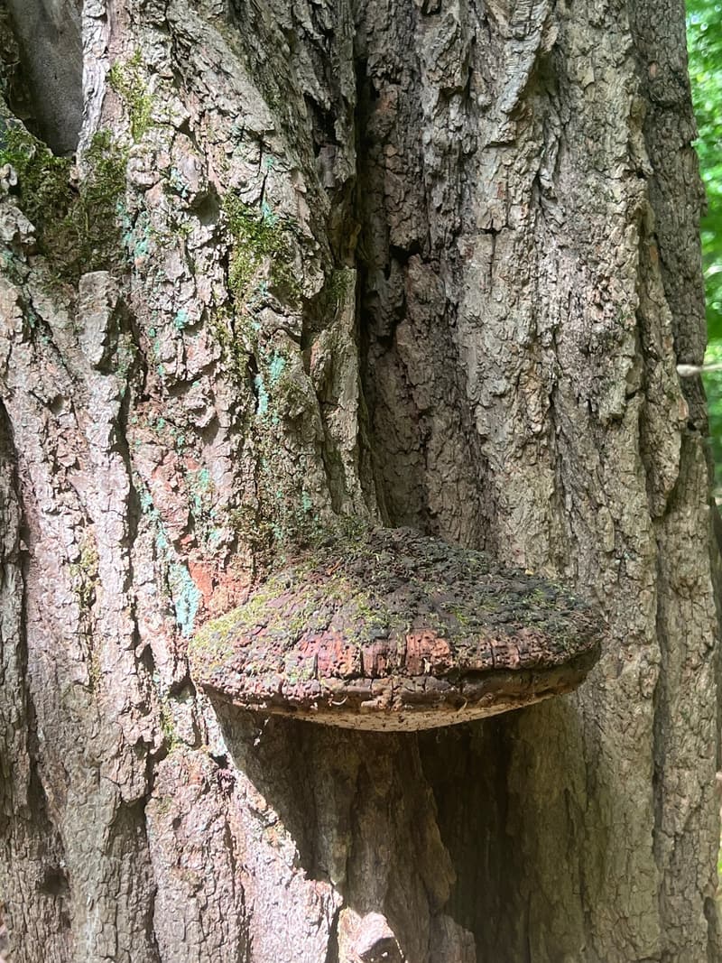 Large shelf fungus with a mossy top jutting from the furrowed bark of an old trunk