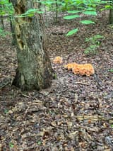 Two frilly orange chicken of the woods rosettes, one large, on leaf litter at the foot of a decaying trunk riddled with holes