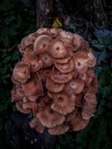 Dense cluster of honey-brown mushroom caps with darker centers heaped against the dark base of a tree trunk