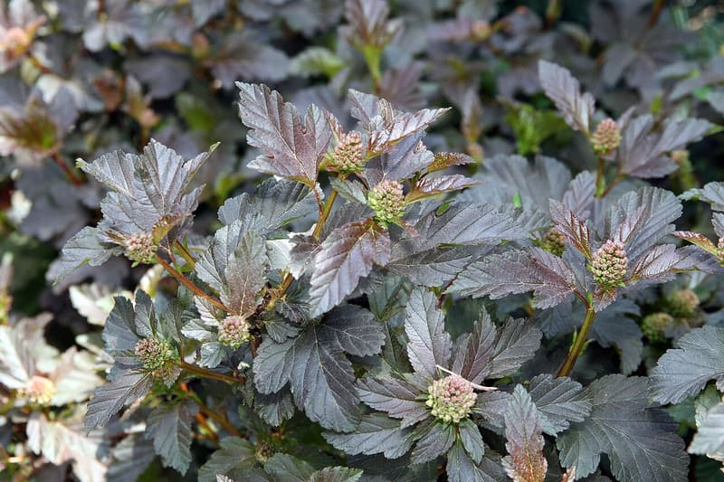 Dark reddish purple ninebark leaves, lobed and toothed, around clusters of round green flower buds