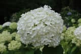 A large round head of white hydrangea flowers in front of green leaves and paler heads