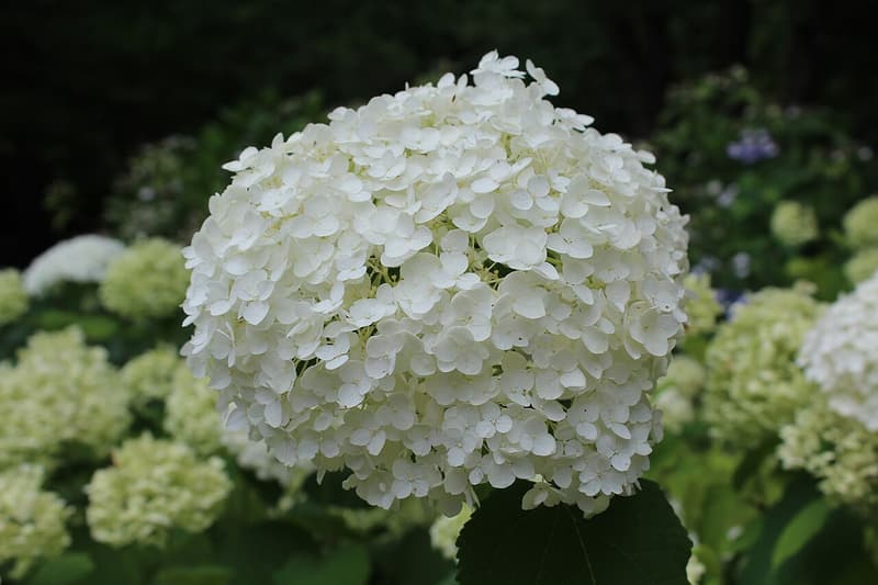 A large round head of white hydrangea flowers in front of green leaves and paler heads
