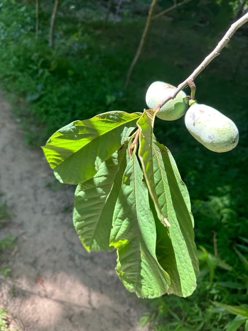 Two green pawpaws hanging at the tip of a branch above a bunch of long, drooping leaves, a dirt path behind