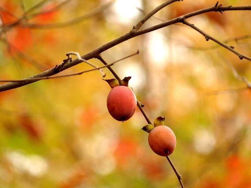 Two round orange-pink persimmons hanging from a bare twig in front of blurred red and gold fall leaves