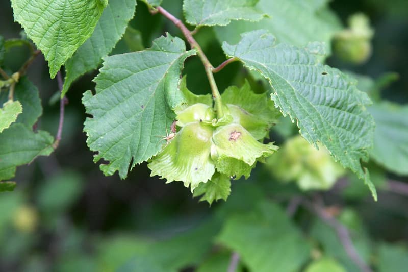 A cluster of young American hazelnuts in pale green leafy husks among toothed hazel leaves on a branch