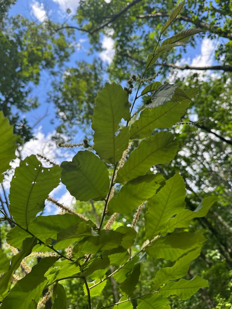 Chinquapin branch seen from below against blue sky, with long pale catkins and small spiny young burs