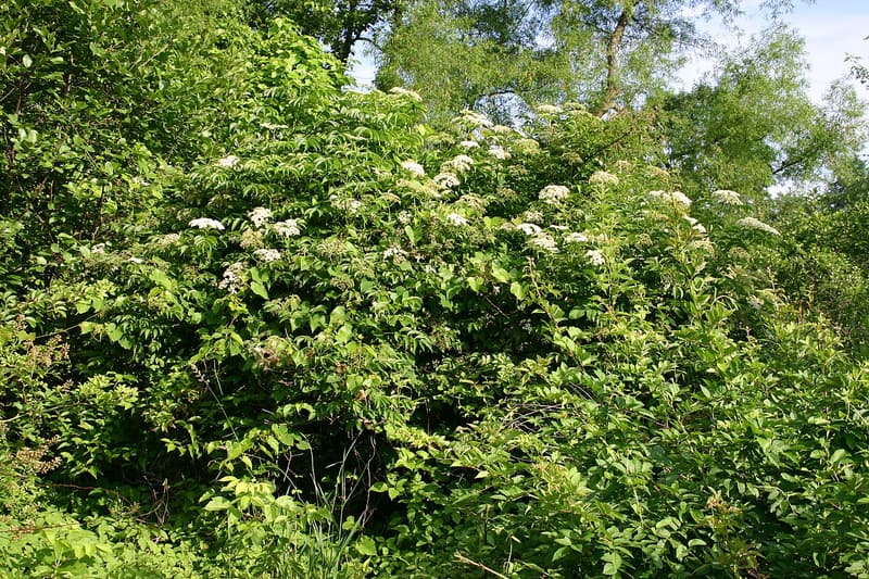 Black elderberry shrubs in a dense thicket at a woodland edge, dotted with flat white flower clusters