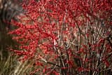Bare winterberry stems crowded with bright red berries in December, with dry grass behind them