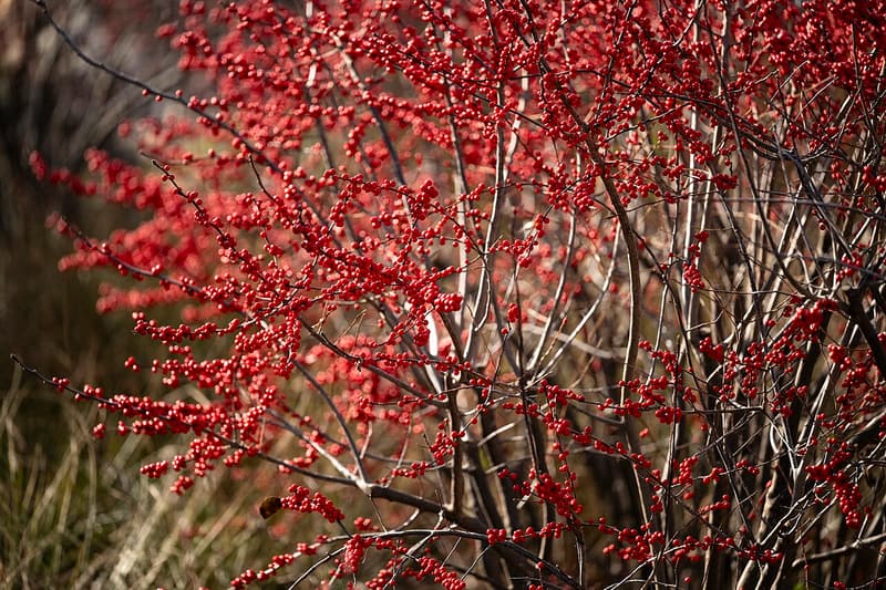 Bare winterberry stems crowded with bright red berries in December, with dry grass behind them