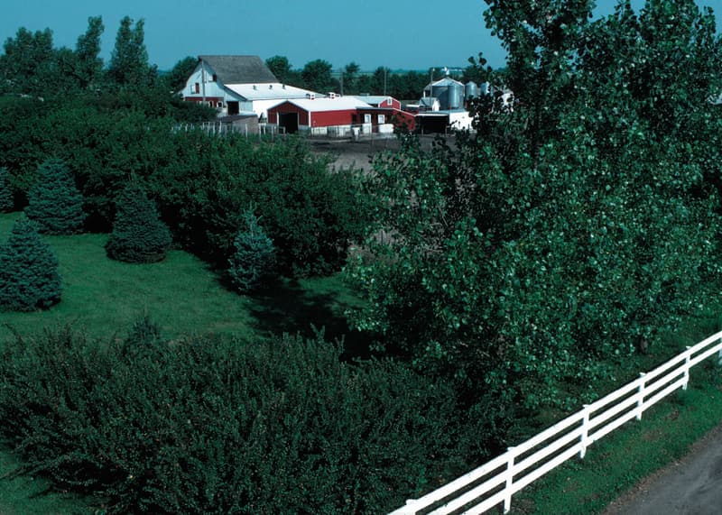 Rows of shrubs, blue-green conifers and tall leafy trees sheltering a red barn and a white farmhouse
