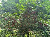 American holly crown thick with glossy, spiny evergreen leaves and clusters of red berries along gray branches, a lawn beyond