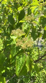 Arrowwood viburnum shoots with coarsely toothed leaves and flat clusters of cream flower buds