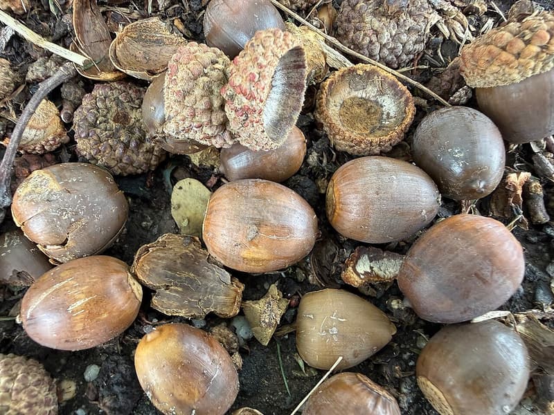 White oak acorns, shiny brown and smooth, lying thick among their scaly caps on bare ground