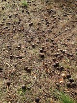 Dozens of dark, rotting black walnut husks scattered over grass and fallen leaves under a tree