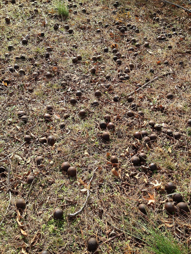 Dozens of dark, rotting black walnut husks scattered over grass and fallen leaves under a tree