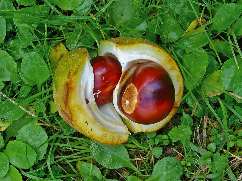 A split leathery husk on grass holding two glossy red-brown buckeyes, each with a pale tan scar