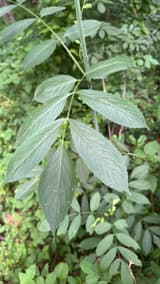 Black elderberry's compound leaves with finely toothed, pointed leaflets in pairs along green stalks in a woodland understory
