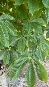 Bottlebrush buckeye leaves of five to seven long, finely toothed leaflets spread like the fingers of a hand