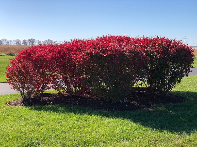 Row of burning bush shrubs in blazing crimson fall color on a mulched bed beside a lawn and a road