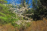 Serviceberry covered in white blossoms at a meadow edge, with green pines and bare shrubs behind it