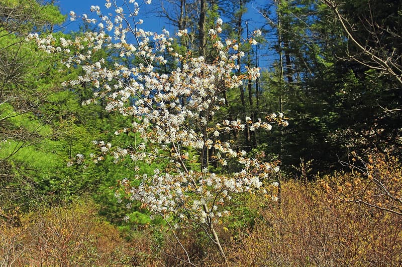Serviceberry covered in white blossoms at a meadow edge, with green pines and bare shrubs behind it
