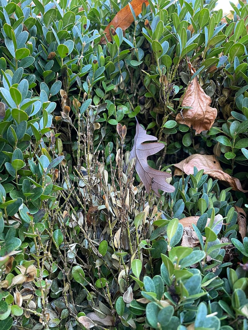 Boxwood with a patch of bare, leafless gray stems among its green leaves and fallen oak leaves
