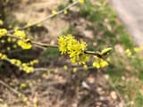 Clusters of tiny greenish-yellow spicebush flowers along bare brown twigs beside a woodland path