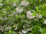 Mountain laurel covered in clusters of white and pale pink flowers among glossy evergreen leaves