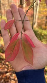 Burning bush twig with paired, finely toothed leaves turning crimson, laid across an open hand in fall woods