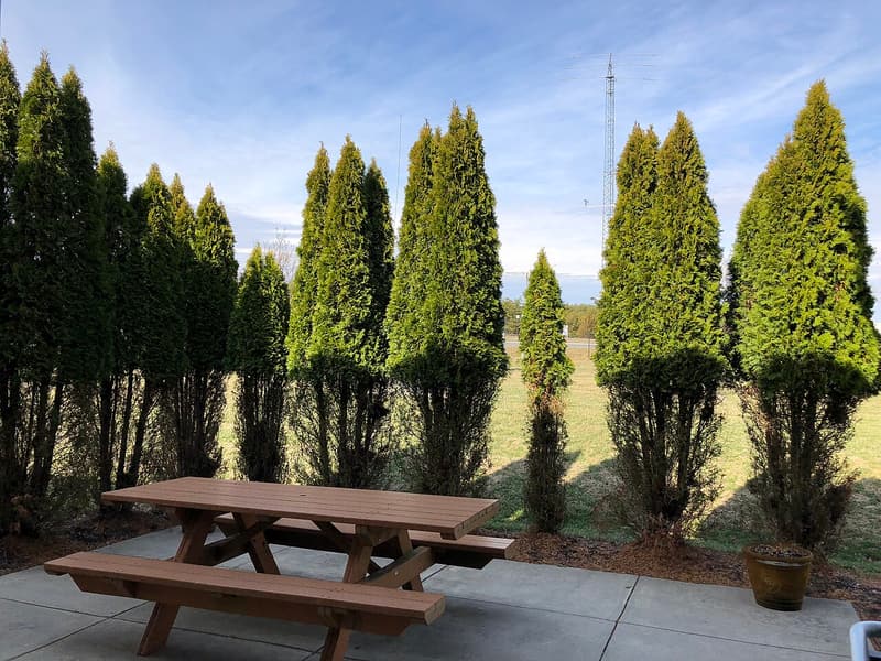Row of tall arborvitae with dense green tops and bare, thin lower trunks behind a wooden picnic table