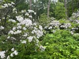 White mountain laurel in full bloom, a mass of shrubs with round flower clusters, some tinged pink, under tall woodland trees