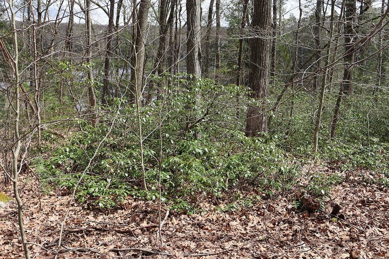 Low evergreen mountain laurel thicket spreading under bare gray tree trunks above brown fallen leaves