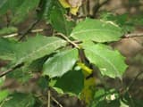 Dark green American holly leaves edged with sharp spiny teeth on thin twigs in a shaded forest
