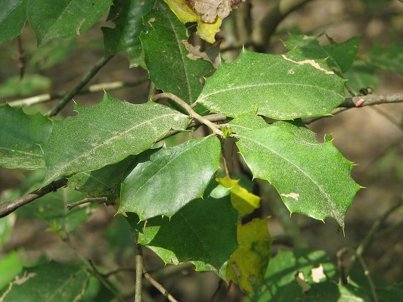 Dark green American holly leaves edged with sharp spiny teeth on thin twigs in a shaded forest