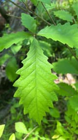 Young swamp chestnut oak leaf against the light, broad and cut into large, round, blunt teeth, in summer woods