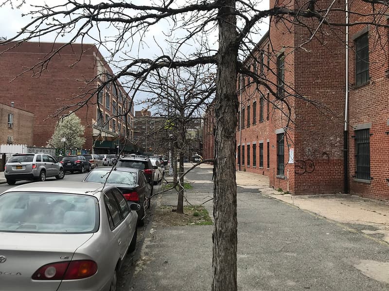Bare trees in small soil pits along a city sidewalk, between parked cars and brick buildings