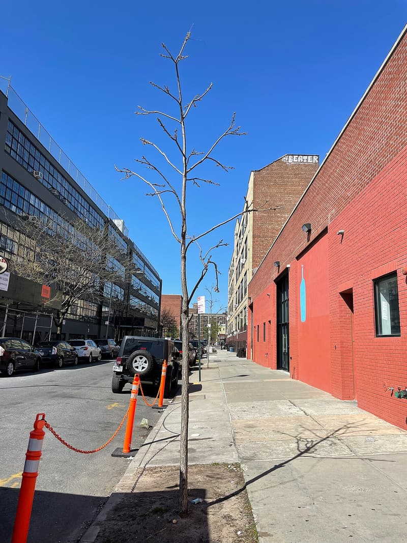 A slender leafless young tree in a small square of soil cut into a city sidewalk beside parked cars