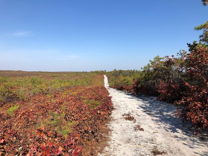 White sand road running through low pine barrens scrub, red autumn shrubs and small pines on both sides