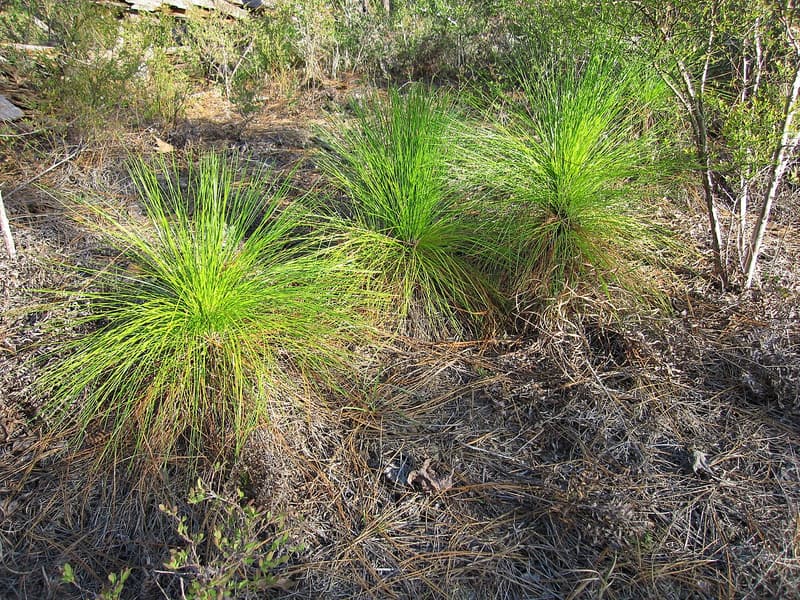 Three bright green tufts of long pine needles at ground level among fallen needles, with no visible stem