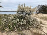 Beach plum shrub covered in small white flowers on a sandy shore, with a bay and a far wooded shore behind