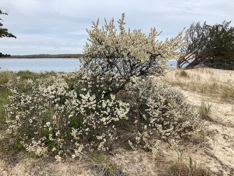 Beach plum shrub covered in small white flowers on a sandy shore, with a bay and a far wooded shore behind