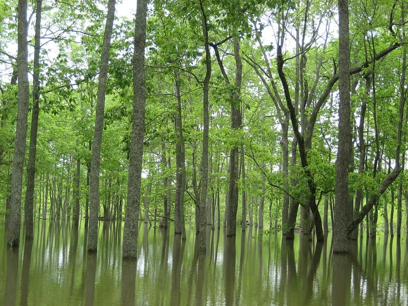 Tall, slender hardwood trunks in spring leaf standing in still floodwater that mirrors them