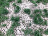 Bare lawn soil split into a network of dry cracks between clumps of green grass