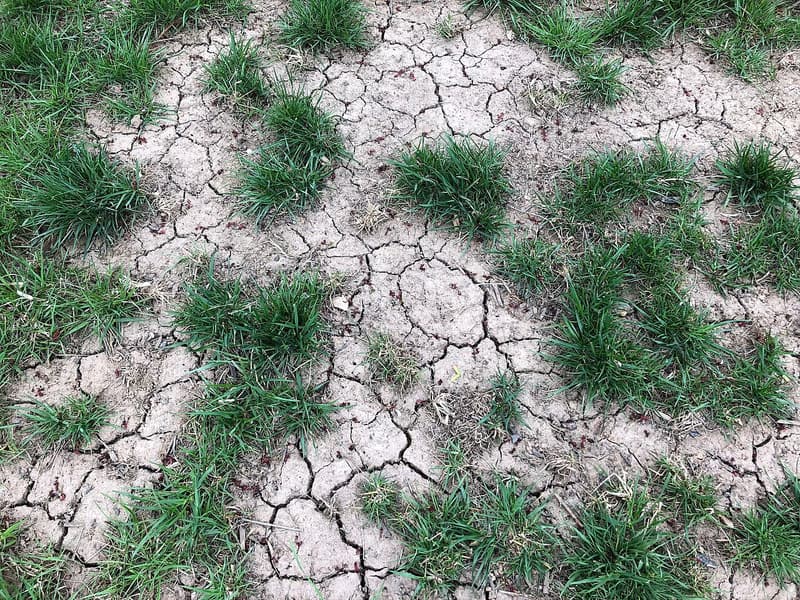 Bare lawn soil split into a network of dry cracks between clumps of green grass