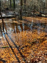 Still winter floodwater over a floor of orange fallen leaves among bare trunks and their long shadows